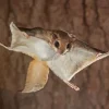 Flying Squirrel Diamond Painting