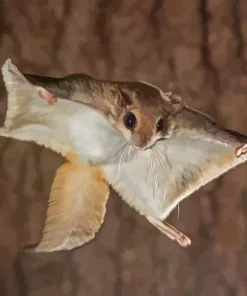 Flying Squirrel Diamond Painting