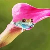 Frog In Flower Diamond Painting