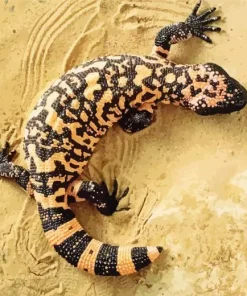 Gila Monster Diamond Painting