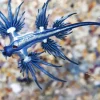 Glaucus Atlanticus Diamond Painting