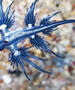 Glaucus Atlanticus Diamond Painting