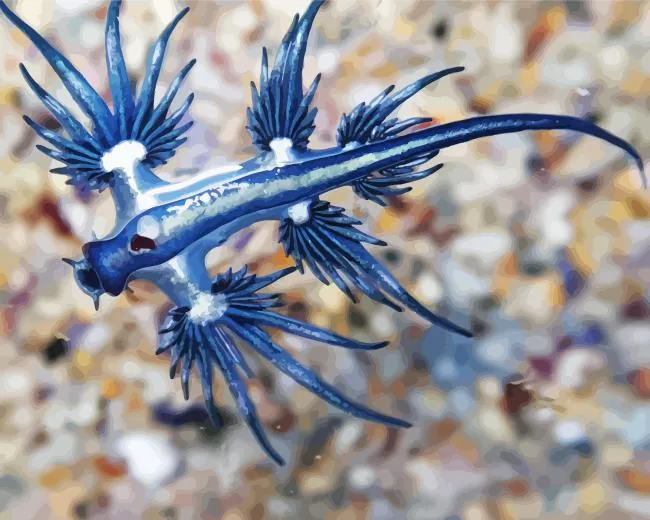 glaucus atlanticus Diamond By Numbers Glaucus Atlanticus Diamond Painting