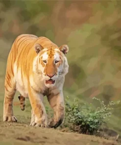 Golden Tiger Diamond Painting