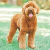Goldendoodle Red Diamond Painting