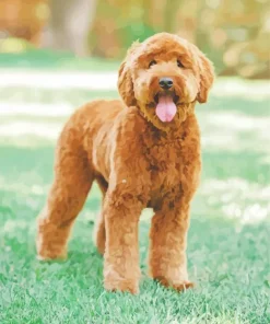 Goldendoodle Red Diamond Painting