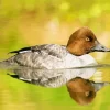 Goldeneye Duckling Art Diamond Painting