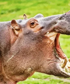 Gray Hippopotamus Diamond Painting