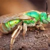 Green Bee Insect Diamond Painting