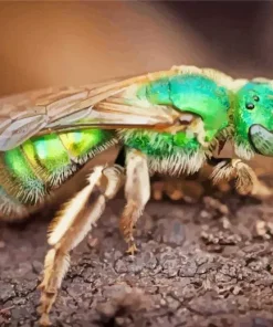 Green Bee Insect Diamond Painting