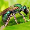 Green Bee Insects Diamond Painting