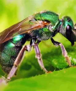 Green Bee Insects Diamond Painting