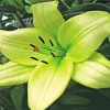 Green Lily Diamond Painting
