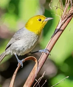 Grey And Yellow Bird Diamond Painting