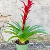 Guzmania Bromeliad Diamond Painting