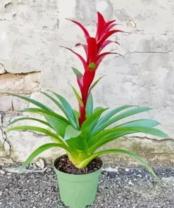 Guzmania Bromeliad Diamond Painting