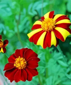 Harlequin Marigold Diamond Painting