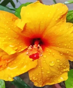 Hawaiian Flower Diamond Painting