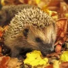 Hedgehog With Leaves Diamond Painting