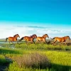 Herd Of Horses Diamond Painting