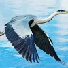 Heron Bird Flying Diamond Painting
