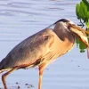 Heron Eating Fish Diamond Painting