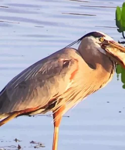 Heron Eating Fish Diamond Painting