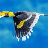 Hornbill Bird Flying Diamond Painting