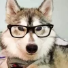Husky Wearing Glasses Diamond Painting