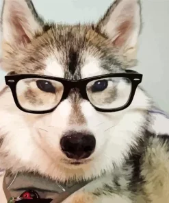 Husky Wearing Glasses Diamond Painting