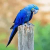 Hyacinth Macaw Bird Diamond Painting