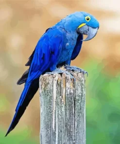 Hyacinth Macaw Bird Diamond Painting