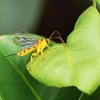 Ichneumon Wasp Diamond Painting