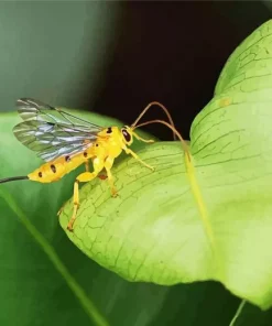 Ichneumon Wasp Diamond Painting