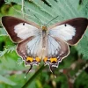Imperial Blue Butterfly Diamond Painting
