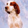 Irish Red And White Setter Diamond Painting