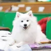 Japanese Spitz Dog Diamond Painting