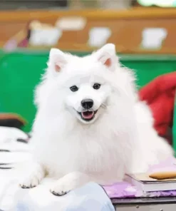 Japanese Spitz Dog Diamond Painting