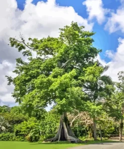 Kapok Tree Diamond Painting