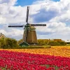 Kinderdijk Tulips Diamond Painting
