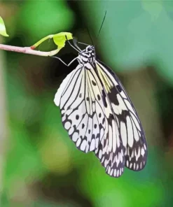 Large Tree Nymph Diamond Painting
