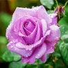 Lavender Rose Diamond Painting