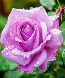 Lavender Rose Diamond Painting
