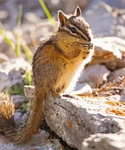 Least Chipmunk Diamond Painting