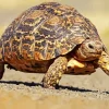 Leopard Tortoise Diamond Painting