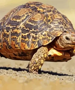 Leopard Tortoise Diamond Painting