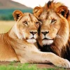 Lion And Lioness Diamond Painting
