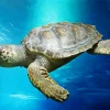 Loggerhead Sea Turtle Diamond Painting