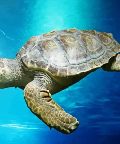 Loggerhead Sea Turtle Diamond Painting