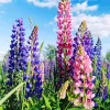 Lupine Flowers Field Diamond Painting